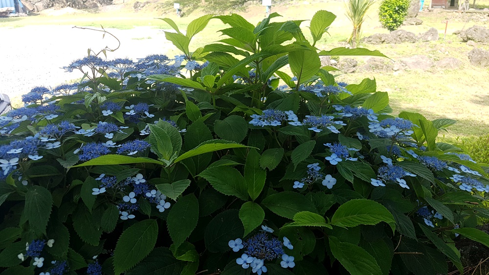 20180614_160323_001.jpg