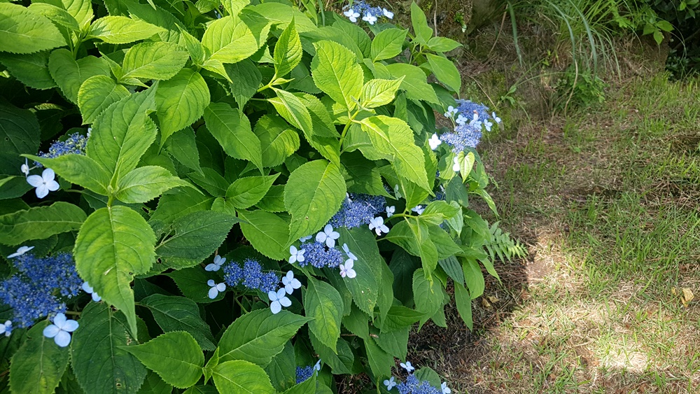 20180614_160127.jpg